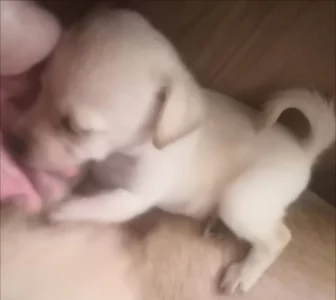 Krásná štěňátka kříženci labradora