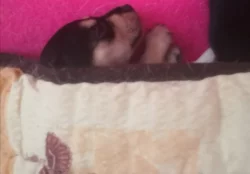 Krásná štěňátka kříženci labradora