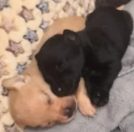 Krásná štěňátka kříženci labradora