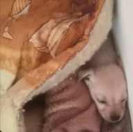 Krásná štěňátka kříženci labradora