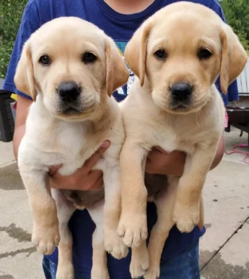 Labradorský retrívr..