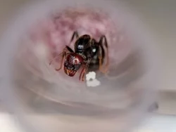 Mravenec zrnojed (Messor barbarus)