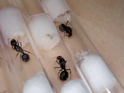 Mravenec zrnojed (Messor barbarus)