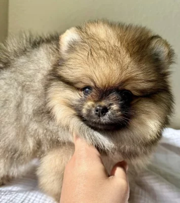 Štěňata pomeranského....