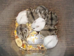 Křečík džungarský