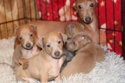 Italský chrtik  štěnata pejsci s rodokmenem FCI/CMKJ