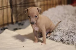 Italský chrtik  štěnata pejsci s rodokmenem FCI/CMKJ