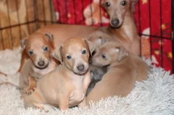 Italský chrtik  štěnata pejsci s rodokmenem FCI/CMKJ