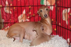 Italský chrtik  štěnata pejsci s rodokmenem FCI/CMKJ