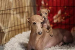 Italský chrtik  štěnata pejsci s rodokmenem FCI/CMKJ