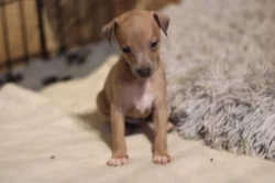 Italský chrtik  štěnata pejsci s rodokmenem FCI/CMKJ