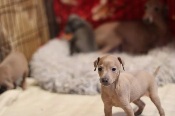 Italský chrtik  štěnata pejsci s rodokmenem FCI/CMKJ