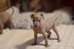 Italský chrtik  štěnata pejsci s rodokmenem FCI/CMKJ