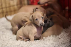 Italský chrtik  štěnata pejsci s rodokmenem FCI/CMKJ