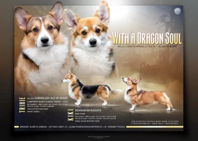 Welsh corgi Pembroke