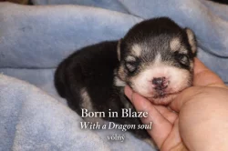 Welsh corgi Pembroke