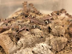 Výprodejová akce – Underwoodisaurus milii – Pagekon miliův ¬