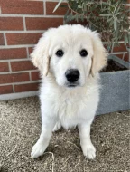 Slovenský čuvač - štěňátko s PP