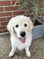 Slovenský čuvač - štěňátko s PP