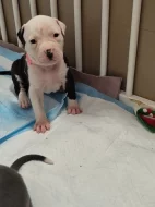 Americký stafordšírský teriér