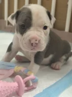 Americký stafordšírský teriér