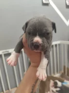 Americký stafordšírský teriér