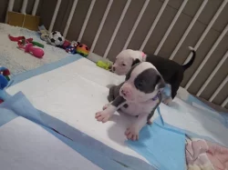 Americký stafordšírský teriér