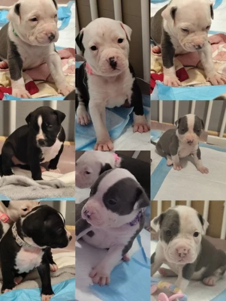 Americký stafordšírský teriér