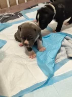 Americký stafordšírský teriér