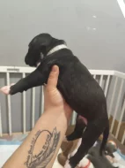 Americký stafordšírský teriér