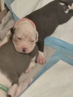 Americký stafordšírský teriér