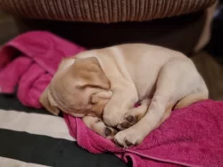 Čistokrevný labrador!