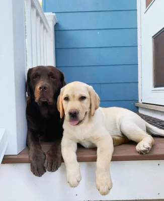 Čistokrevný labrador!