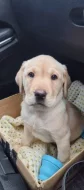 Čistokrevný labrador!