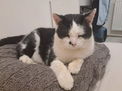 Hledám domov pro asi 5letého kocourka Heřmánka