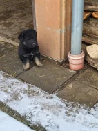 Německý ovčák - štěňata k rezervaci