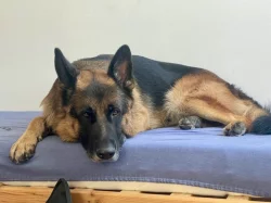 Německý ovčák - štěňata k rezervaci