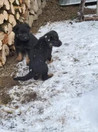 Německý ovčák - štěňata k rezervaci