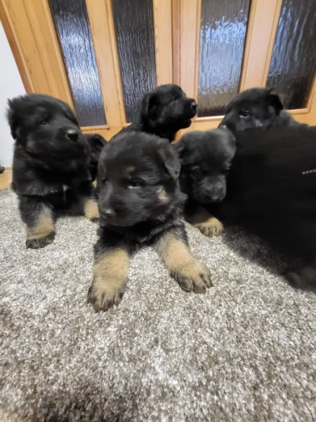 Německý ovčák - štěňata k rezervaci