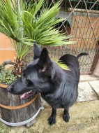 Německý ovčák - štěňata k rezervaci