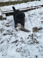Německý ovčák - štěňata k rezervaci