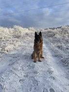 Německý ovčák - štěňata k rezervaci