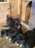 Německý ovčák - štěňata k rezervaci