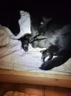 Německý ovčák - štěňata k rezervaci