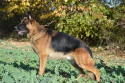 Německý ovčák - štěňata k rezervaci