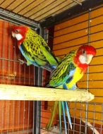 Rosely pestré lutino a přírodní - loňské odchovy