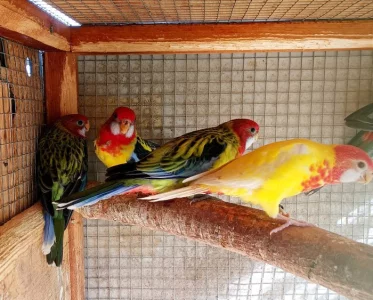 Rosely pestré lutino a přírodní - loňské odchovy