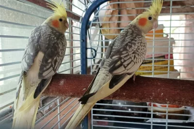 Korely perlové - loňské odchovy