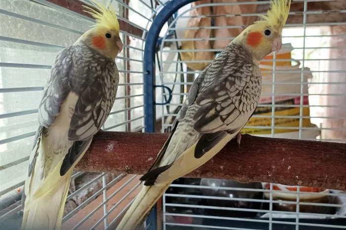 Korely perlové - loňské odchovy