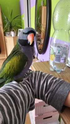 Daruji do dobrých rukou Alexandra čínského